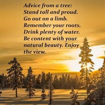Advice from the tree