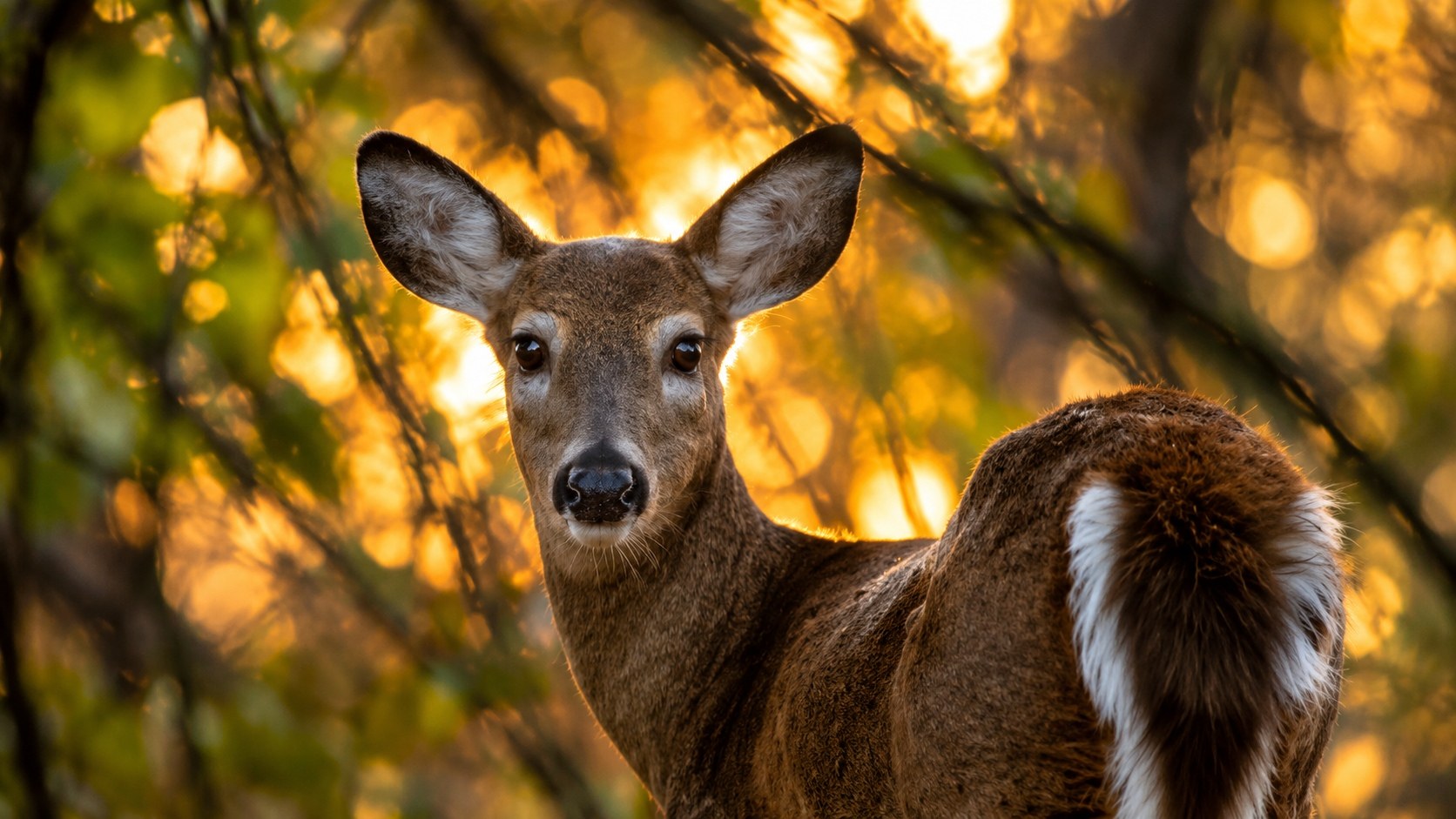 A white-tail deer at golden hour, looking back through the trees