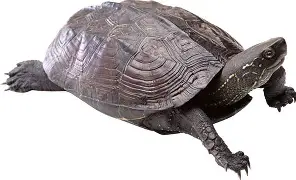 Turtle spirit medicine