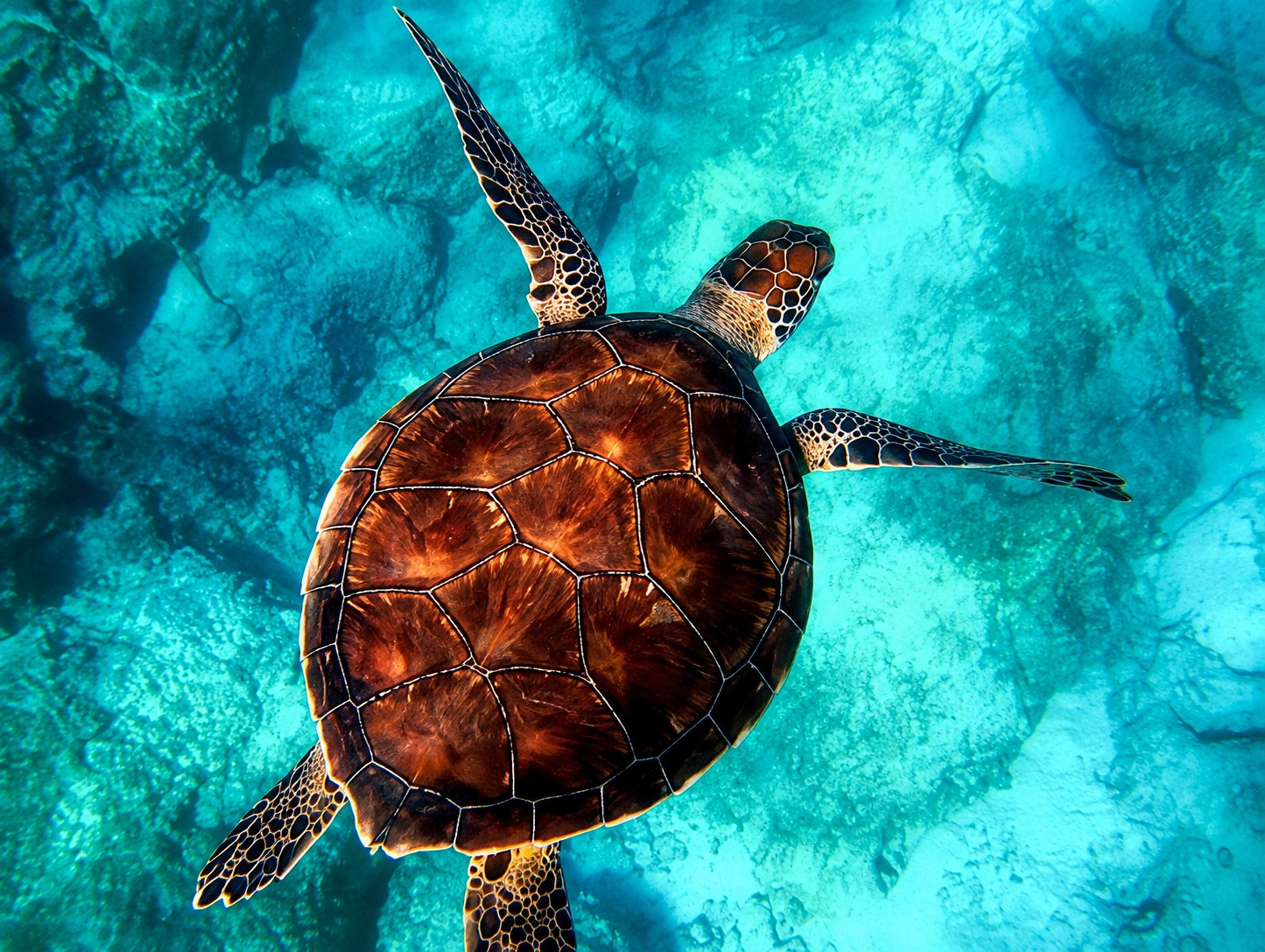 A sea turtle gliding over clear water